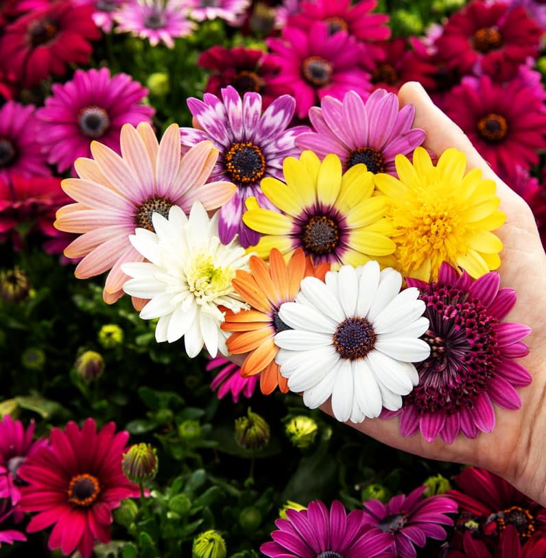 Seeds Of Strength seed packet open displays 50+ seeds for easy planting