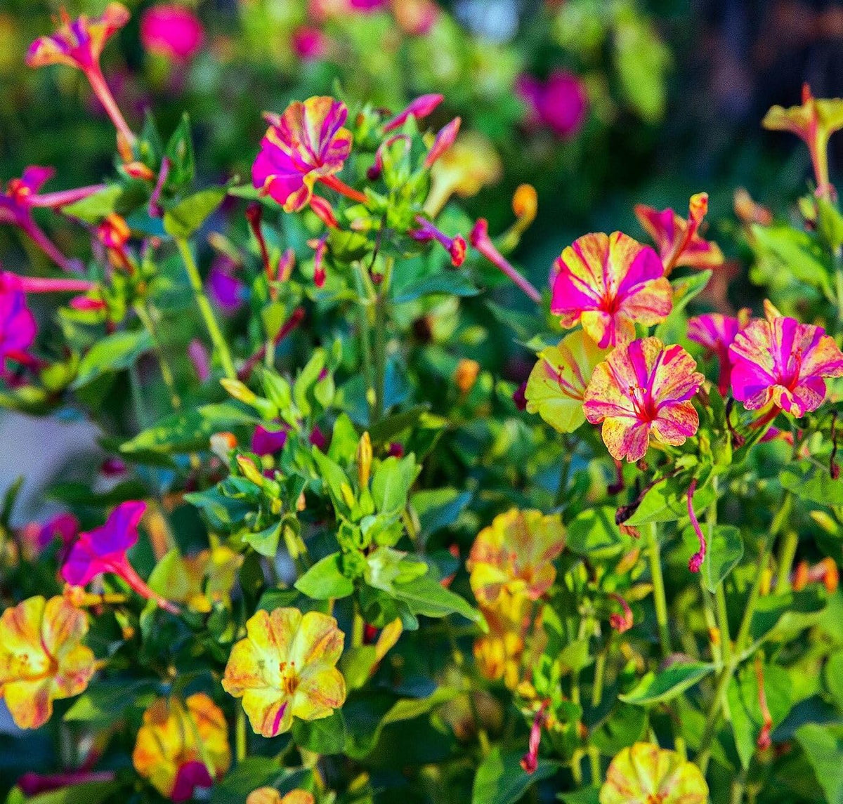 Seeds Of Strength seed starting indoors helps earlier blooms in cooler climates.