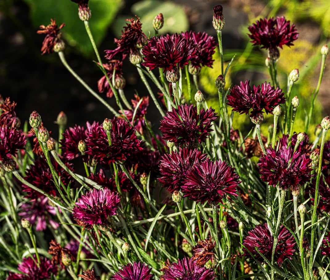 Seedlings of Black Cornflower transplanted outdoors after frost risk