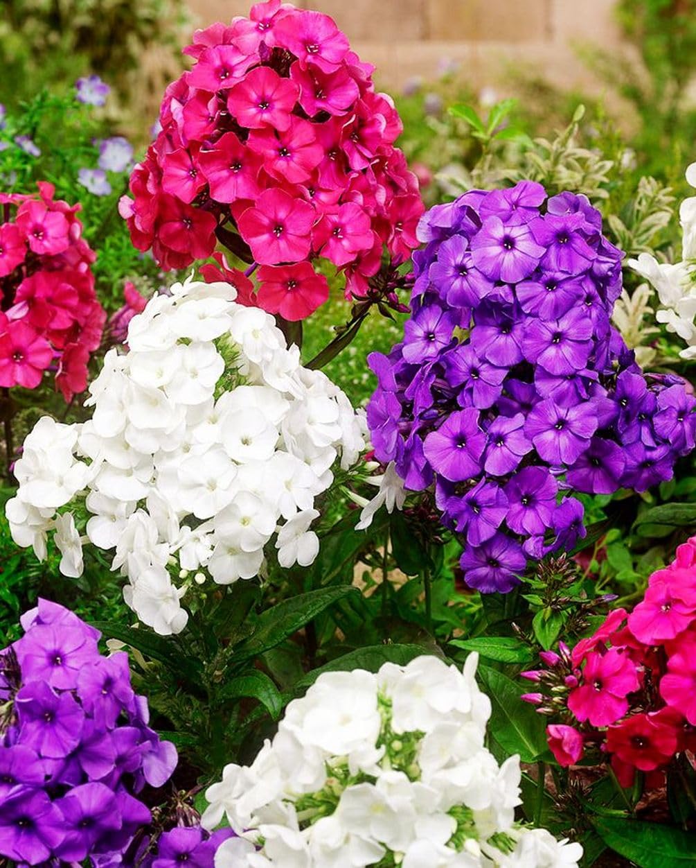 Volunteer seedlings from Seeds Of Strength phlox self-sowing for next season.