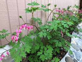 Seeds Of Strength bleeding heart thriving in a partial shade garden