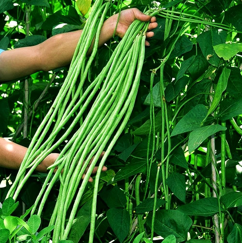 Seeds Of Strength Snake Oriental Yard Long Pole Bean seed pack ready for planting in a sunny garden.