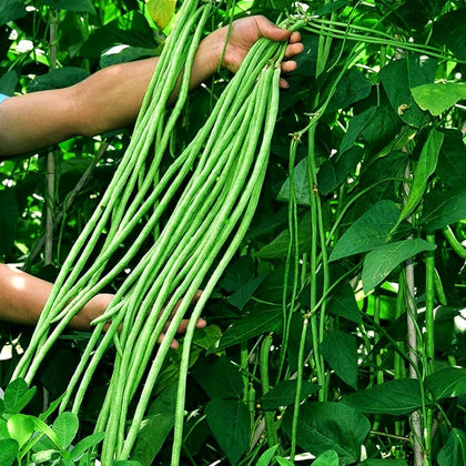 Seeds Of Strength Snake Oriental Yard Long Pole Bean seed pack ready for planting in a sunny garden.