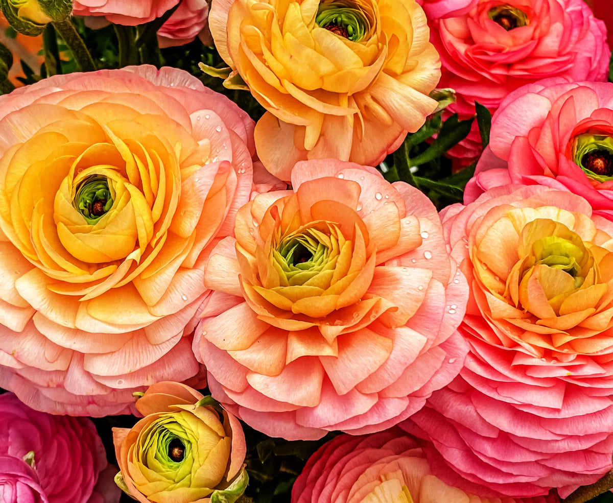 Seeds Of Strength blooms close-up reveal layered petals and vivid spring tones.