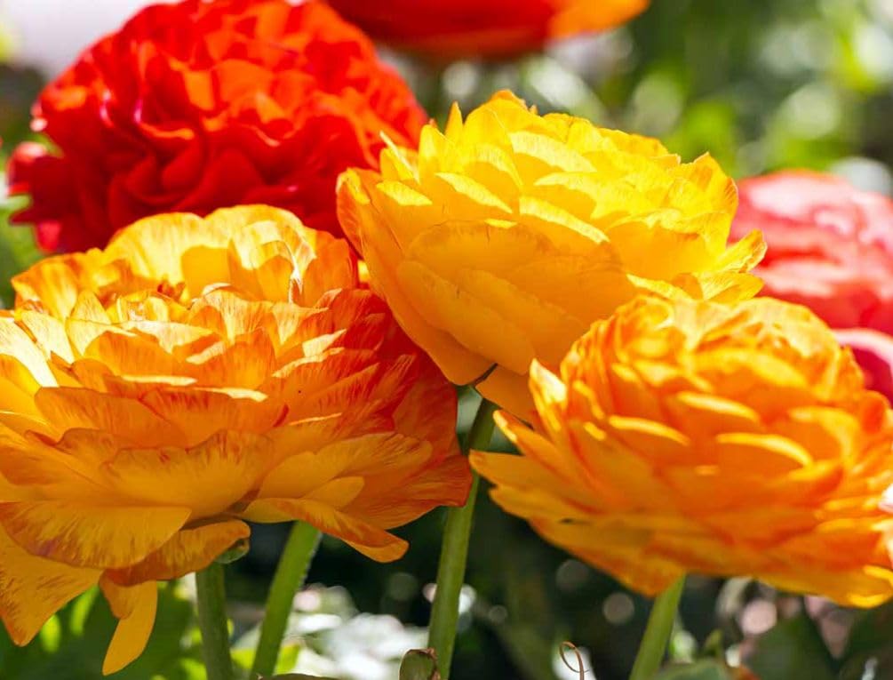 Seeds Of Strength spring garden color mix enhances borders with vivid colors.