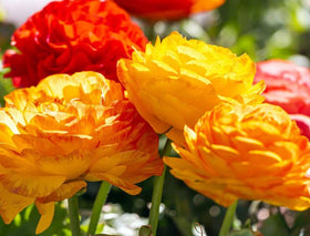 Seeds Of Strength spring garden color mix enhances borders with vivid colors.
