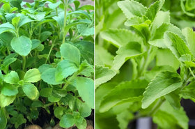 Seeds Of Strength Stevia seeds 200-count ready for planting.