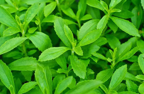 Seeds Of Strength Stevia seeds germinate in 7–21 days for quick sweetness.