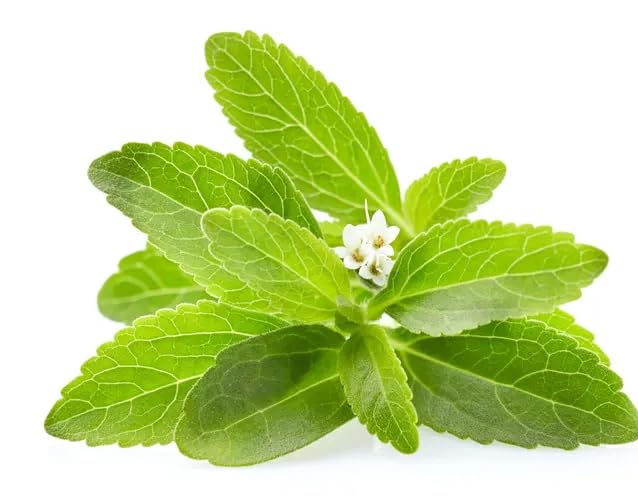 Seeds Of Strength Stevia seeds grow in full sun, suitable for beds or containers.