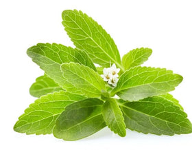 Seeds Of Strength Stevia seeds grow in full sun, suitable for beds or containers.