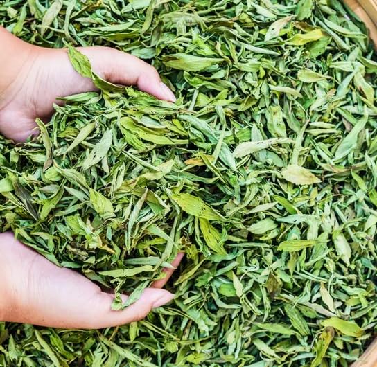 Seeds Of Strength Stevia leaves are harvest-ready for drying or fresh use.