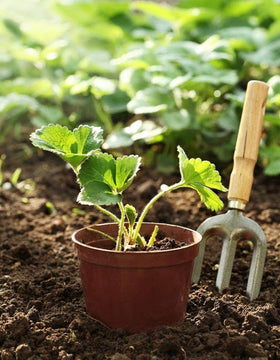 Seeds Of Strength Strawberry Flowers and Fruit, preview of delicate blooms and juicy berries.