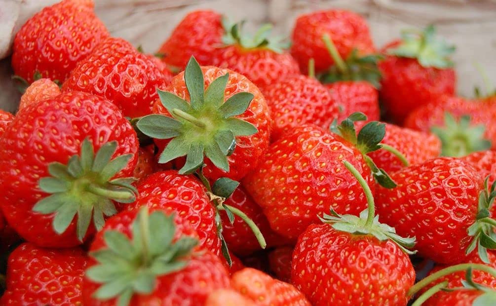 Seeds Of Strength Garden Plan for Strawberries, layout ideas to maximize space.
