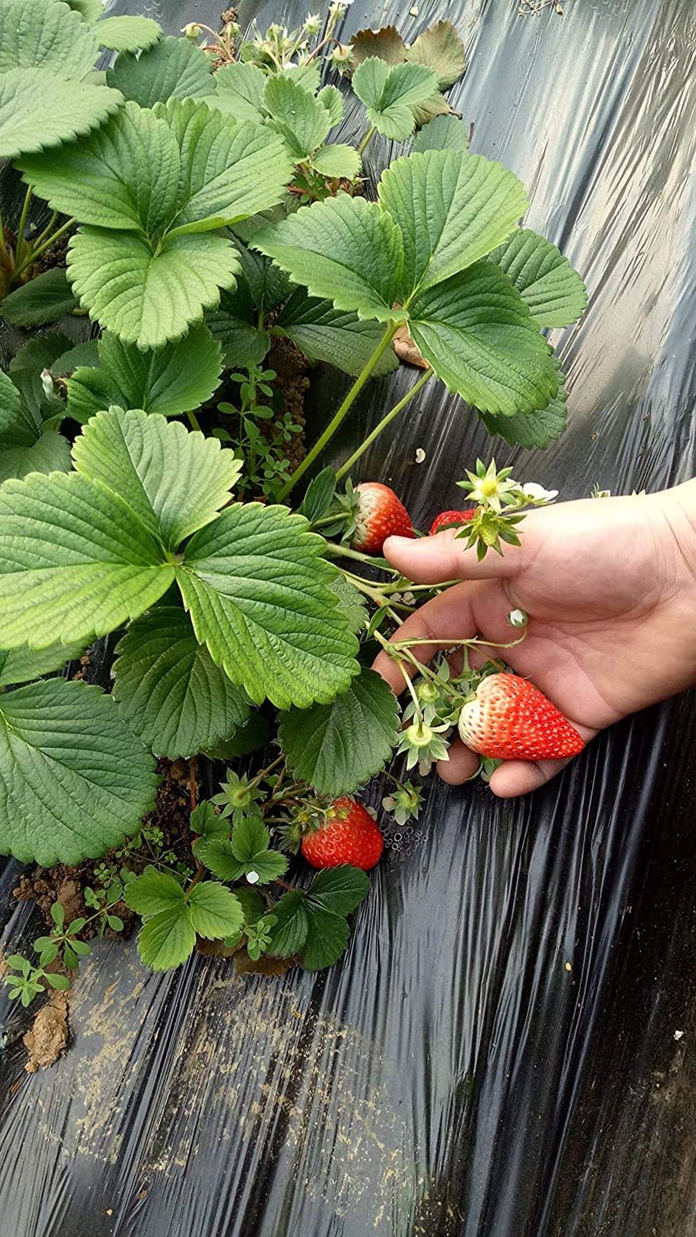 Seeds Of Strength Strawberry Harvest Final Berries, ripe fruit ready for fresh eating or jams.