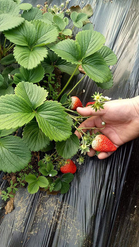 Seeds Of Strength Strawberry Harvest Final Berries, ripe fruit ready for fresh eating or jams.