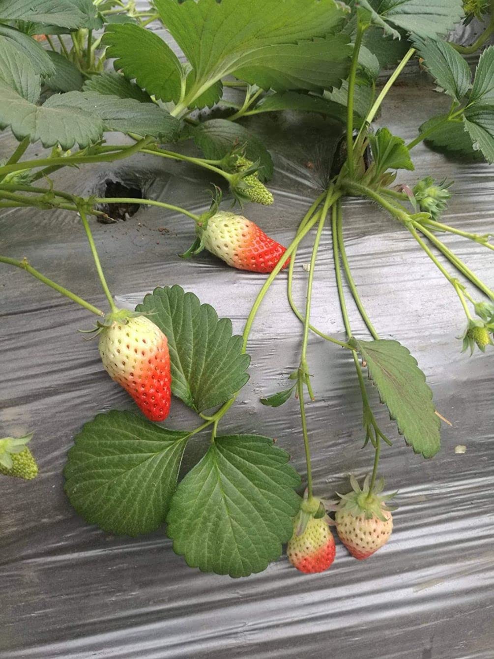 Seeds Of Strength Strawberry Leaves Closeup, vibrant foliage hinting at vigorous growth.