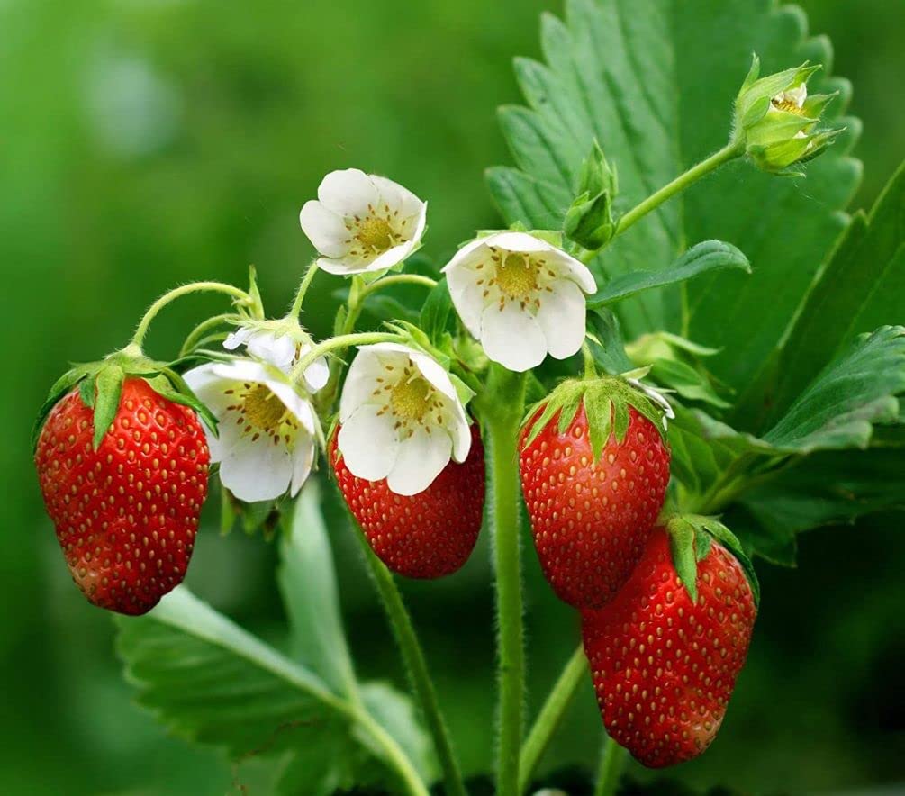 Seeds Of Strength Strawberry Seedlings transfer, move to pots for healthy root development.