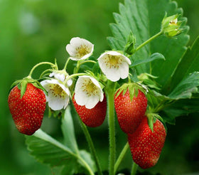Seeds Of Strength Strawberry Seedlings transfer, move to pots for healthy root development.