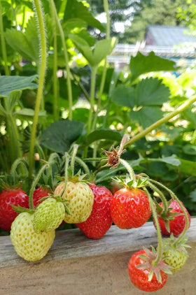 Seeds Of Strength Strawberry Seeds germination, nurturing young plants for a rewarding harvest.