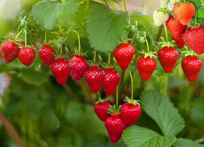 Seeds Of Strength Strawberry Seeds packaging, ideal for starting a homegrown berry patch.