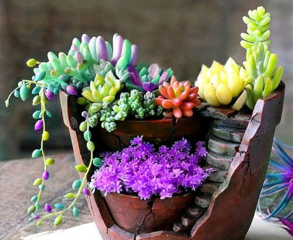 Seeds Of Strength succulent mix 200 seeds bag, ideal for building a diverse indoor garden.