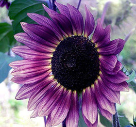 Seeds Of Strength seeds planted in a garden bed under bright sun.