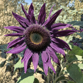 Seeds Of Strength tall sunflower stems reach toward the warm sunlight.