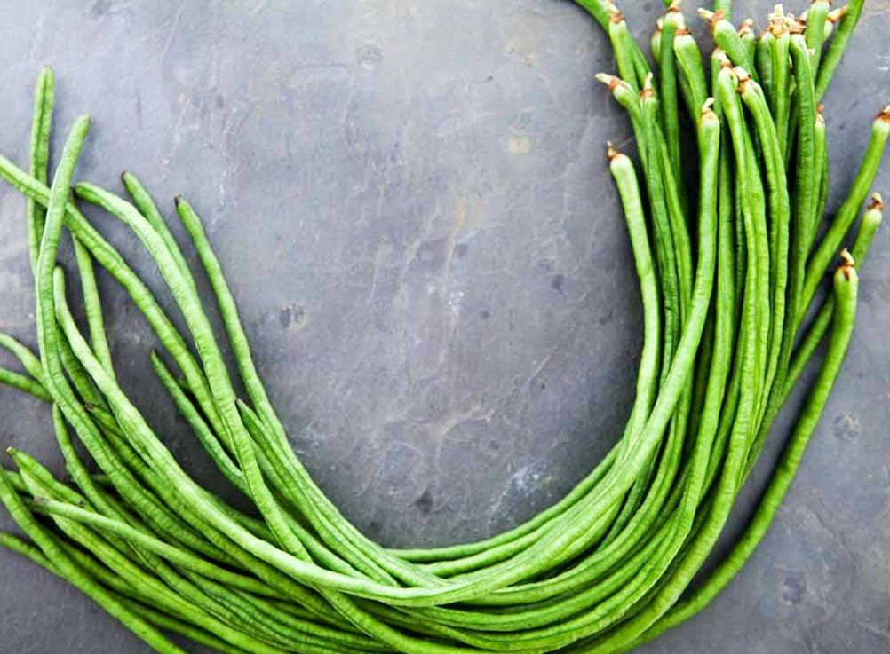 Seeds Of Strength Sunlit garden with climbing beans ready to harvest.