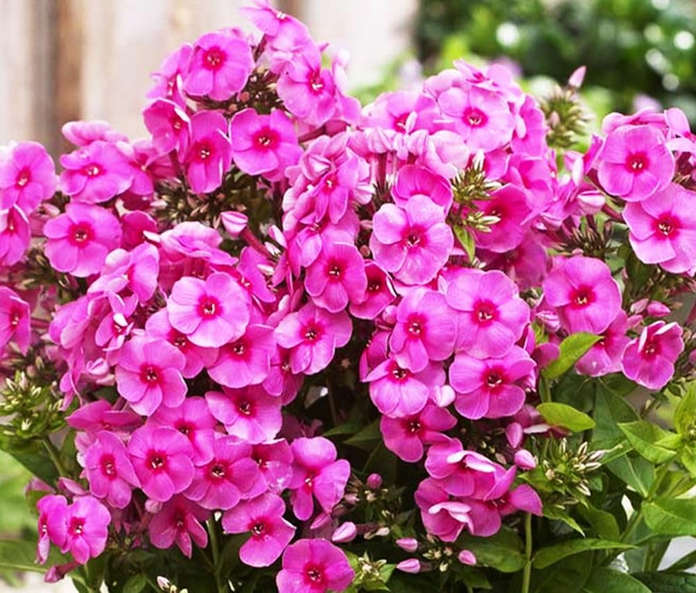 Surface-sow close-up with Seeds Of Strength phlox requiring light to germinate.