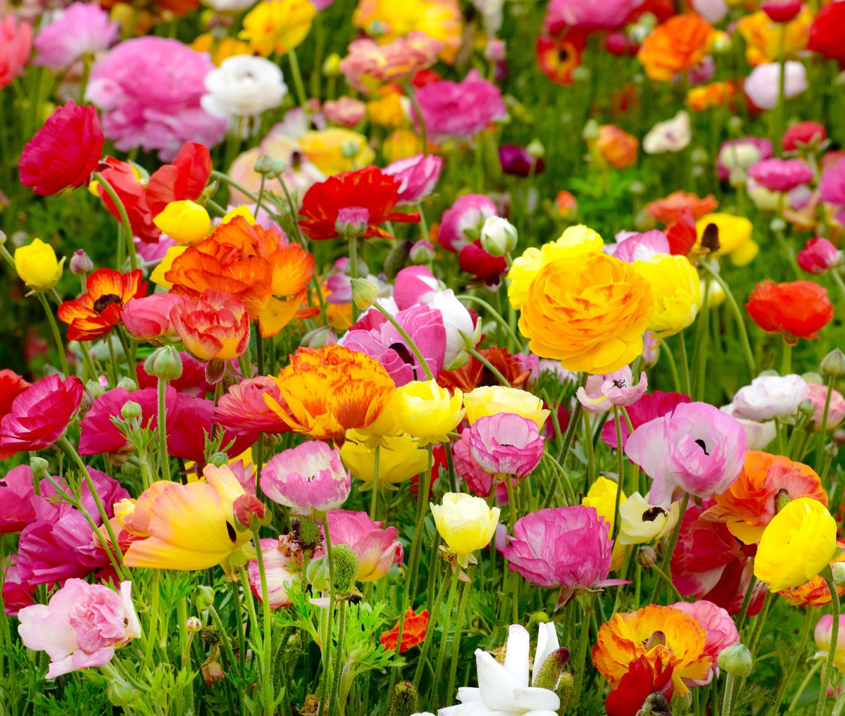 Seeds Of Strength ten-bulb gift pack designed for celebrations and gifting.