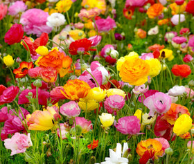 Seeds Of Strength ten-bulb gift pack designed for celebrations and gifting.