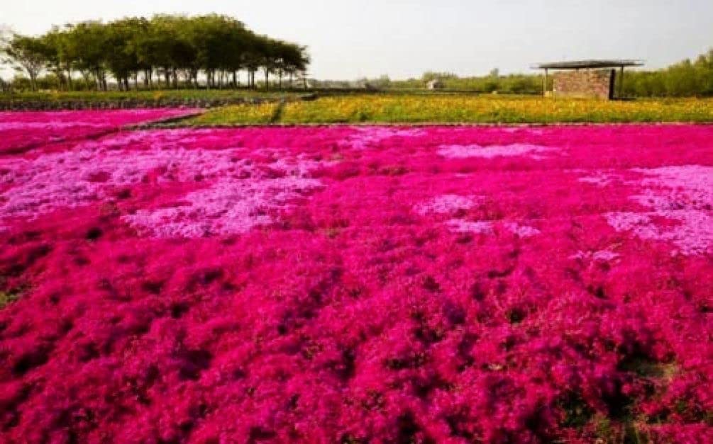 Seeds Of Strength thyme flowers lavender hue attracting pollinators in gardens.