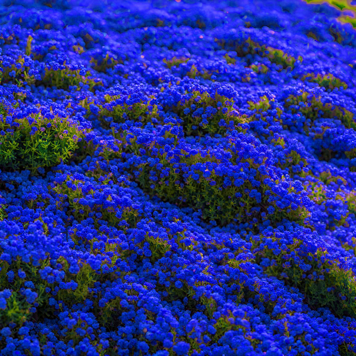 Seeds Of Strength thyme heirloom seeds support a durable perennial mat
