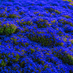 Seeds Of Strength thyme heirloom seeds support a durable perennial mat