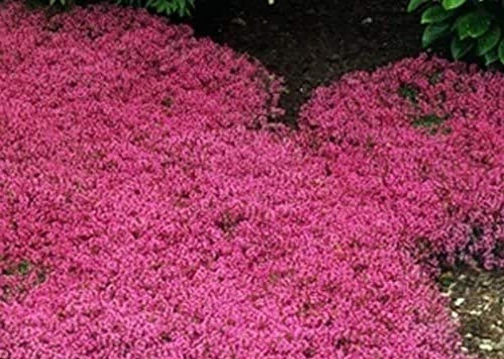 Seeds Of Strength thyme-serpyllum potted plant closeup ideal for container gardens.