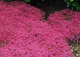 Seeds Of Strength thyme-serpyllum potted plant closeup ideal for container gardens.