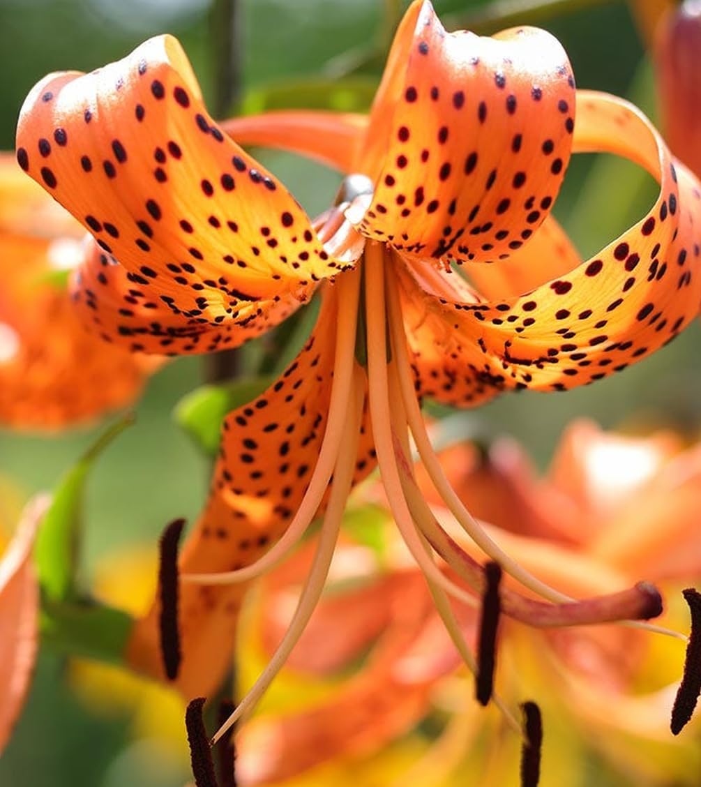 Seeds Of Strength tiger lily bloom close-up in orange with dark spots for dramatic detail