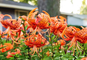 Seeds Of Strength tiger lily bulbils forming for easy propagation and sharing