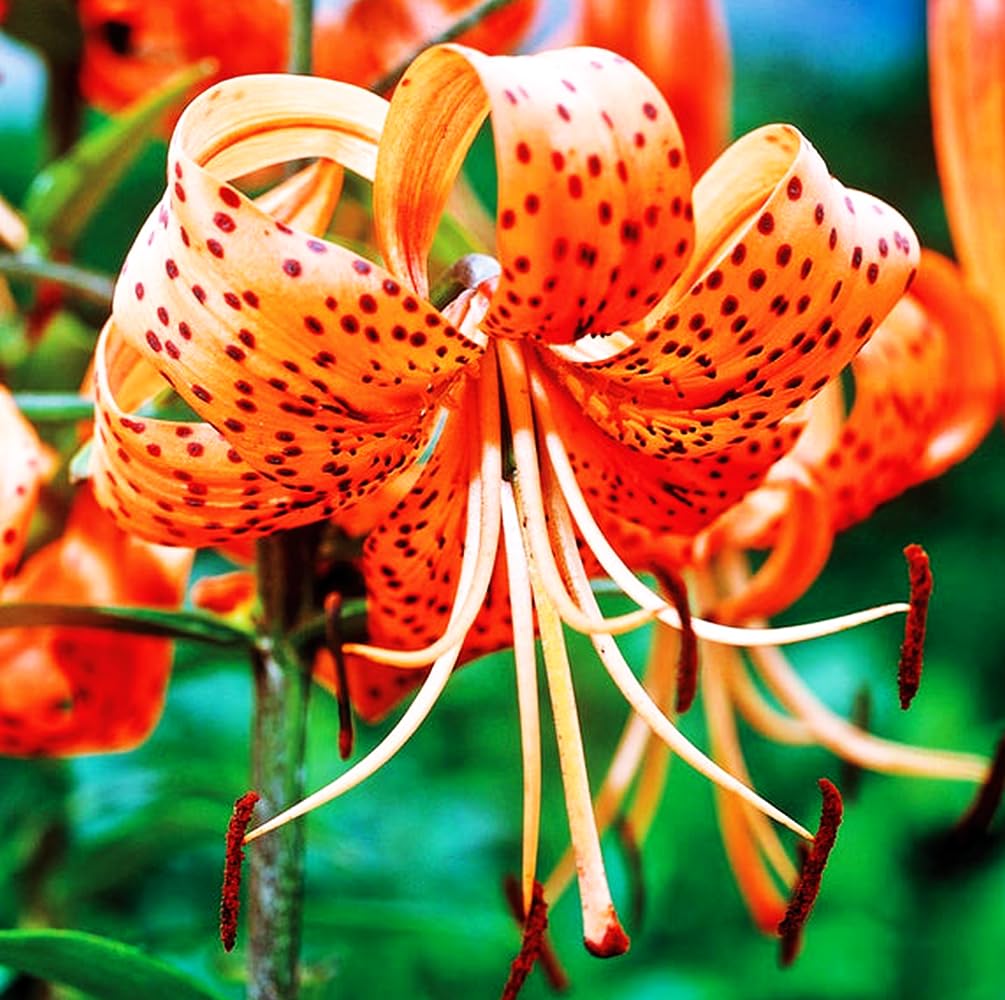 Seeds Of Strength tiger lily clump-forming plants delivering repeated blooms year after year