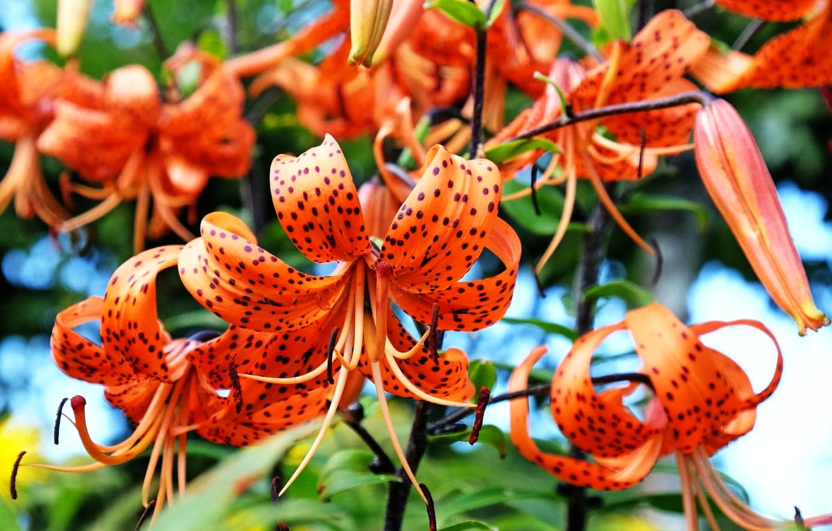 Seeds Of Strength tiger lily seedling emerging in rich soil for early-season color
