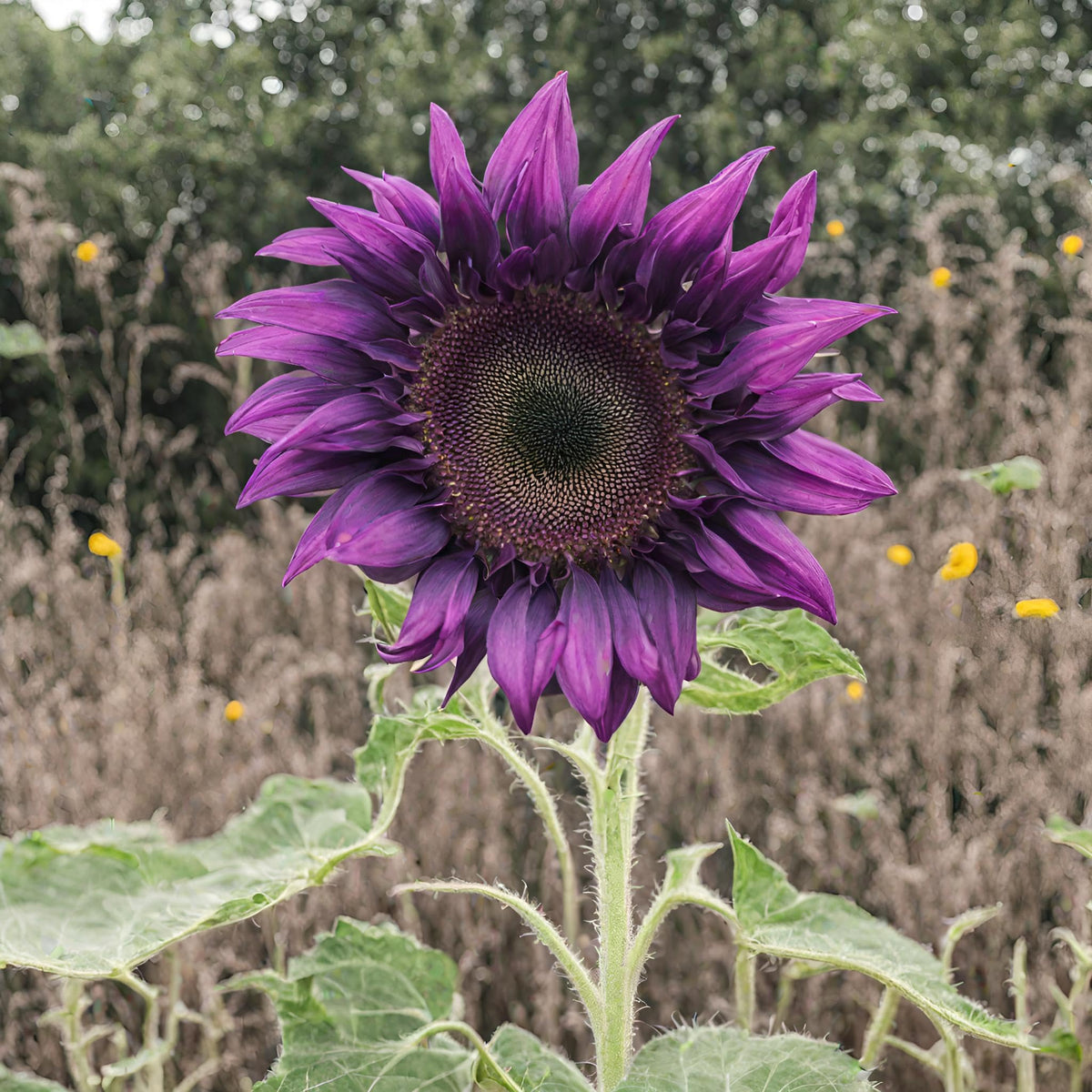 Seeds Of Strength vibrant purple sunflowers create a striking garden landscape.