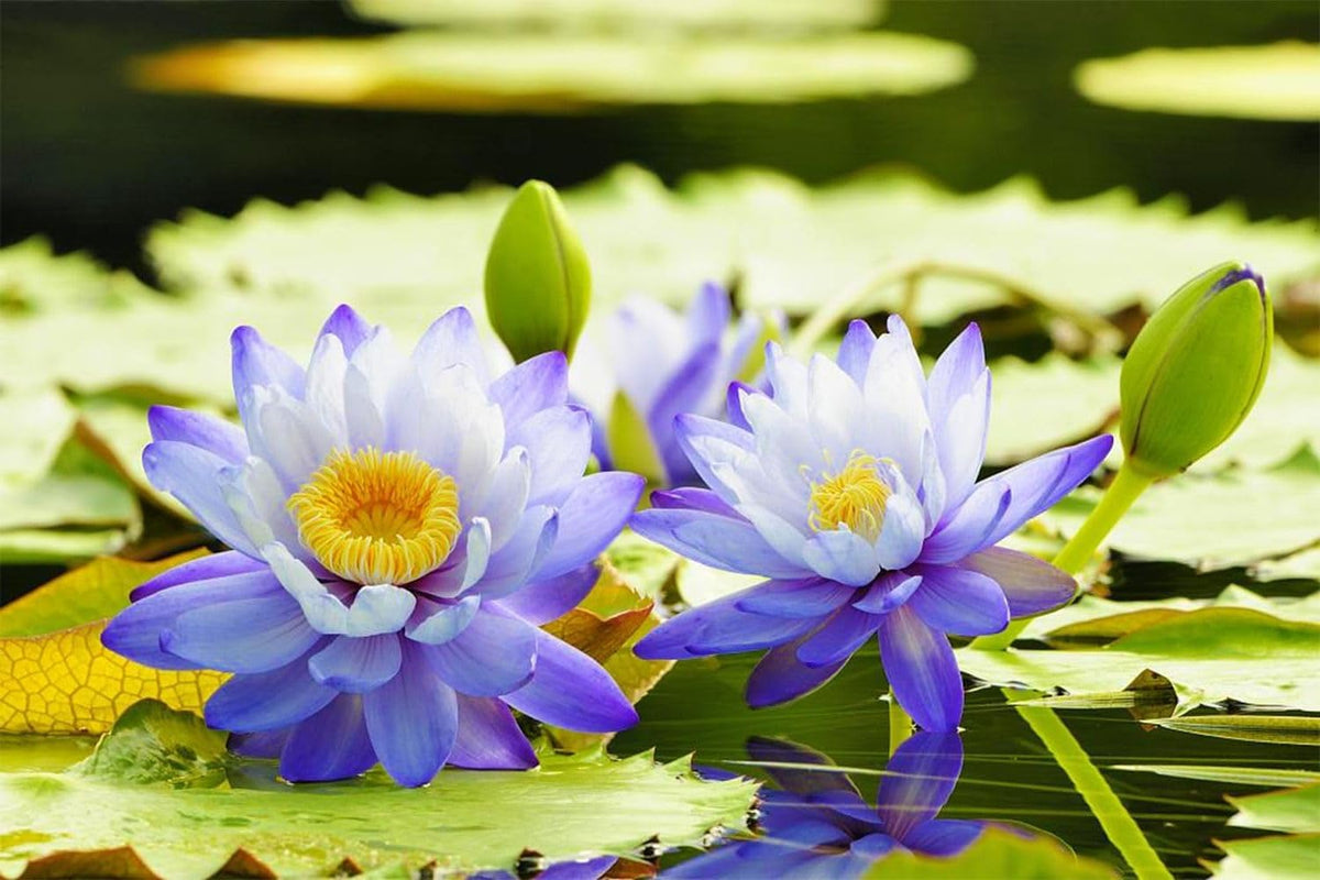 Seeds Of Strength water lilies bloom in a decorative pond display
