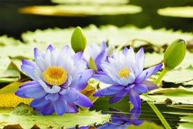 Seeds Of Strength water lilies bloom in a decorative pond display
