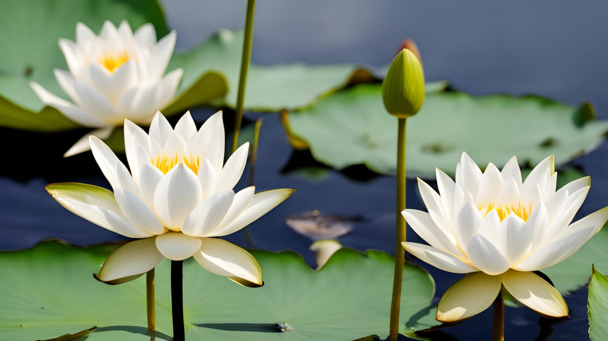 Seeds Of Strength water lily seeds germination process highlights hopeful growth.