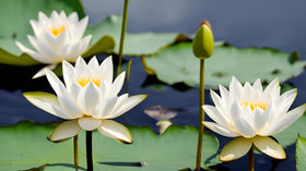 Seeds Of Strength water lily seeds germination process highlights hopeful growth.