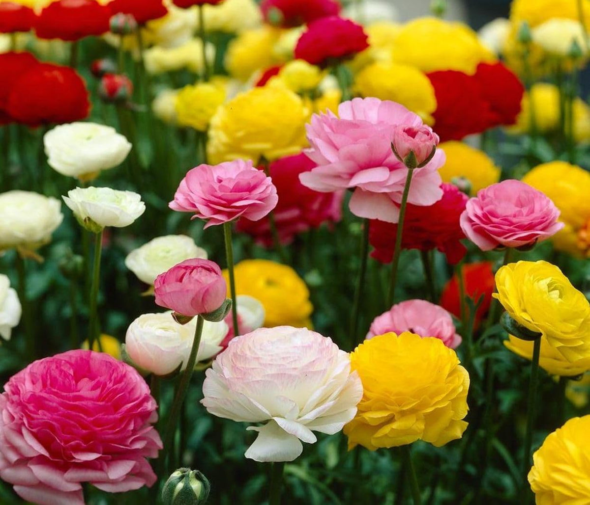 Seeds Of Strength wedding-ready blooms ideal for centerpieces and bridal bouquets.