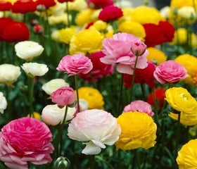 Seeds Of Strength wedding-ready blooms ideal for centerpieces and bridal bouquets.