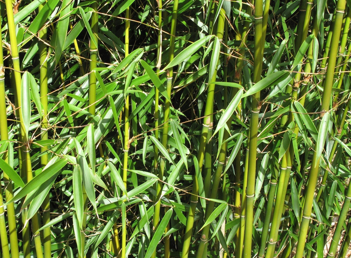 Seeds Of Strength bamboo garden for landscape structure and focal point.