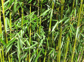 Seeds Of Strength bamboo garden for landscape structure and focal point.