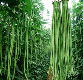 Seeds Of Strength yard-long bean pods ready for harvest in a thriving home garden